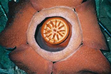 ดอก Rafflesia เขาสก